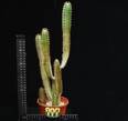 Euphorbia canariensis