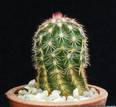 Echinocereus viridiflorus