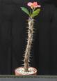 Euphorbia milii grandiflora