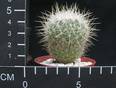 Echinomastus macdowellii