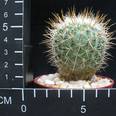 Echinofossulocactus albatus