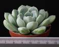 Echeveria elegans