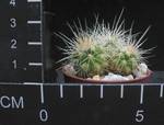 Echinocactus grusonii