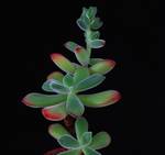 Echeveria pulvinata