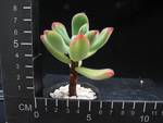 Echeveria pulvinata
