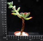Echeveria pulvinata