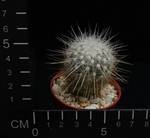 Echinomastus macdowellii