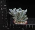 Echeveria setosa