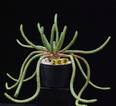 Euphorbia inermis