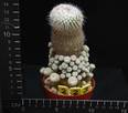 Epithelantha micromeris texensis