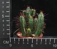 Euphorbia enopla