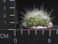 Echinocactus grusonii