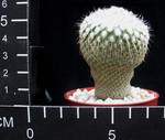 Epithelantha unguinispina