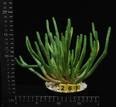 Euphorbia inermis