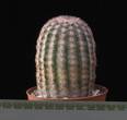 Echinocereus pectinatus 8,5