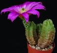 Echinocereus scheeri v .gentryiPP2010