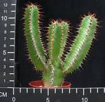 Euphorbia avasmontana