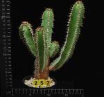 Euphorbia parciramurosa