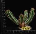 Euphorbia parciramurosa