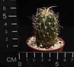 Echinofossulocactus dicroacanthus