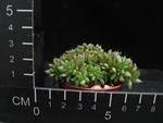 Echeveria agavoides cristata