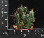 Euphorbia enopla