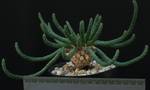 Euphorbia caput-medusae