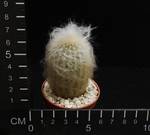 Espostoa lanata