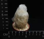 Espostoa huanucensis