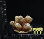 Echinocereus viridiflorus
