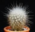 Echinomastus macdowelii