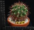 Ferocactus recurvus