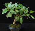 Ficus nitida