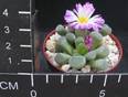 Frithia pulchra