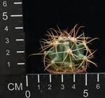 Ferocactus gracilis