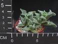 Faucaria tuberculosa