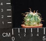 Ferocactus macrodiscus