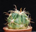 Ferocactus macrodiscus