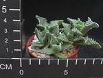 Faucaria tuberculosa