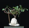 Fockea edulis