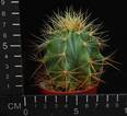 Ferocactus hystrix