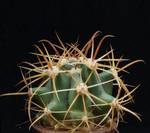 Ferocactus gracilis