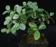 Ficus nigra