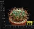 Ferocactus gracilis