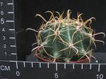Ferocactus recurvus