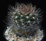 Gymnocalycium weissianum