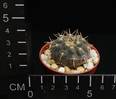 Gymnocalycium riojense