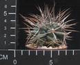 Gymnocalycium gibbosum v ferox