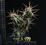 Grusonia invicta