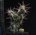 Grusonia invicta